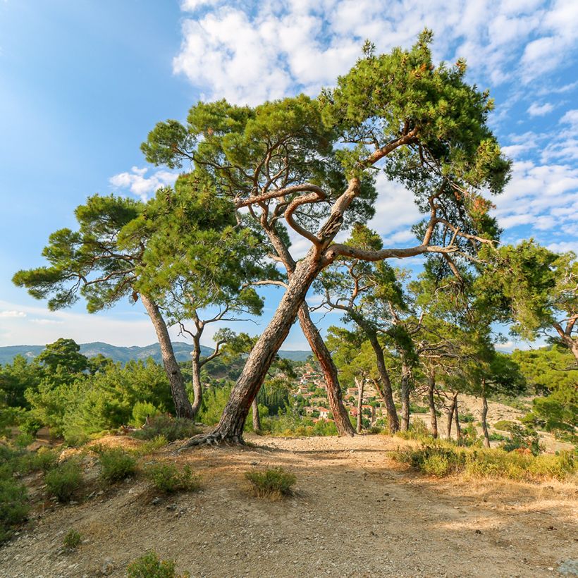 Graines de Pin parasol - Pinus pinea (Plant habit)