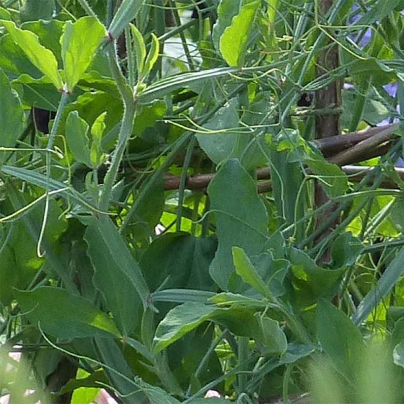 Graines de Pois de Senteur Blue Ripple - Lathyrus odoratus (Foliage)