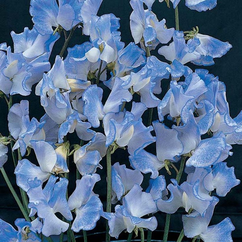 Graines de Pois de Senteur Blue Ripple - Lathyrus odoratus (Flowering)