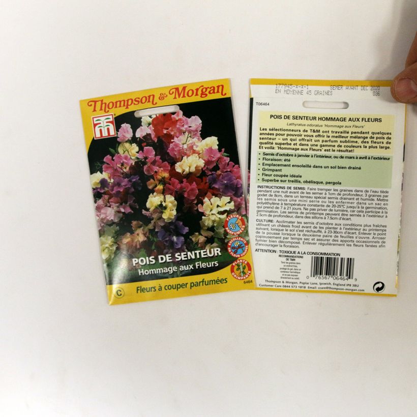 Exemple de spécimen de Graines de Pois de Senteur Hommage aux Fleurs - Lathyrus odoratus  le sachet de 45 graines environ tel que livré