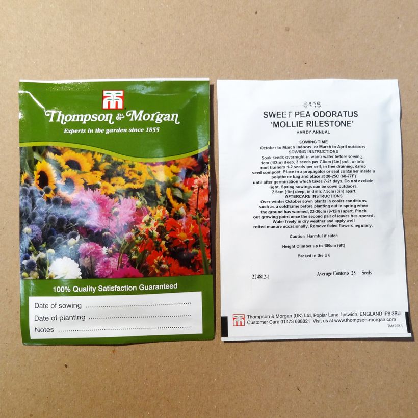 Exemple de spécimen de Graines de Pois de Senteur Mollie Rilstone - Lathyrus odoratus  le sachet de 25 graines environ tel que livré