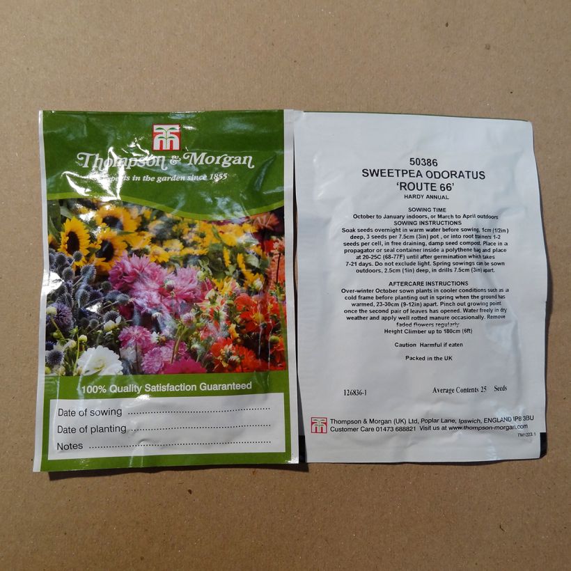 Exemple de spécimen de Graines de Pois de Senteur Route 66 - Lathyrus odoratus  le sachet de 25 graines environ tel que livré