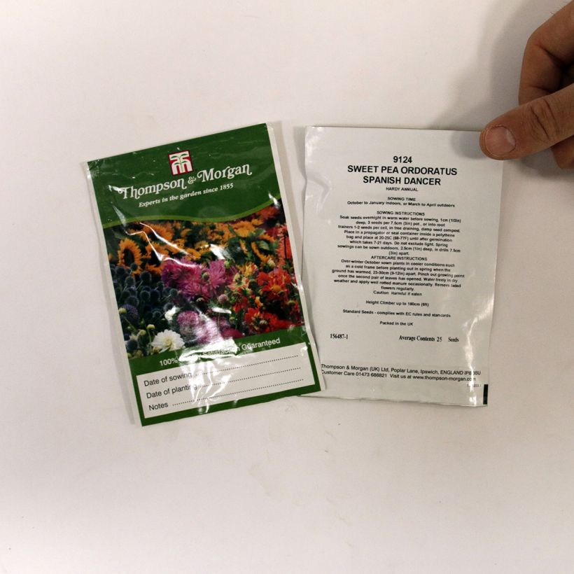 Exemple de spécimen de Graines de Pois de Senteur Spanish Dancer - Lathyrus odoratus le sachet de 25 graines environ (minimum 2,5g) tel que livré