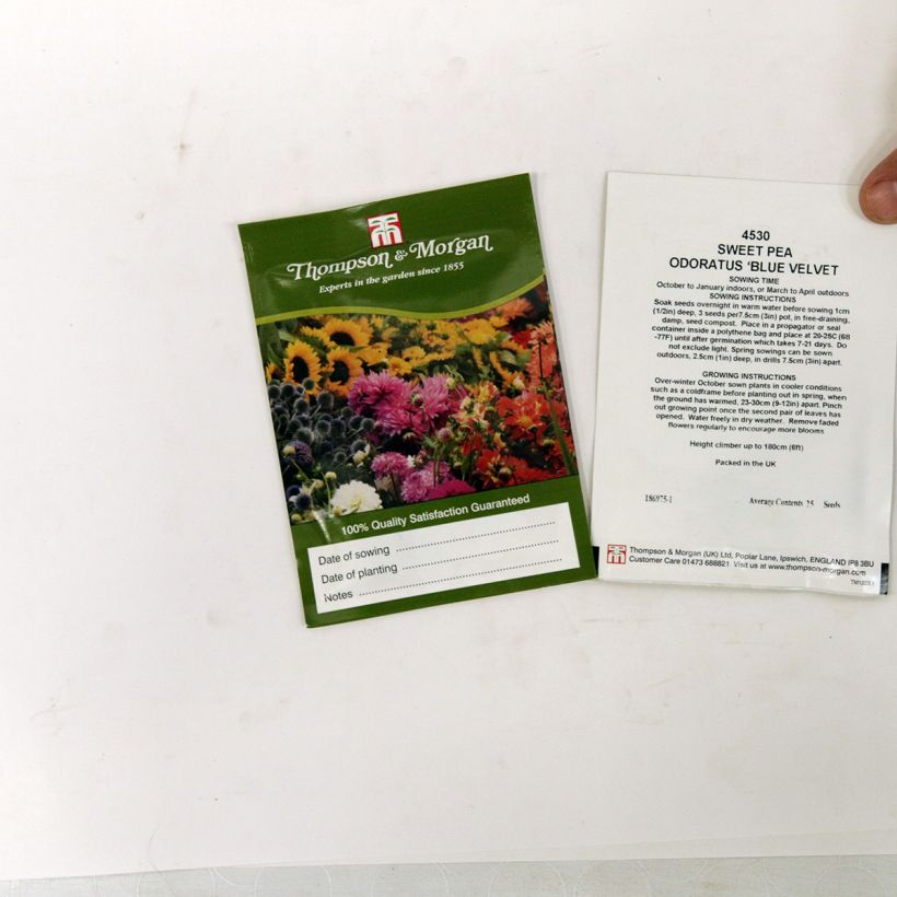 Example of Graines de Pois de senteur Blue Velvet - Lathyrus odoratus le sachet de 30 graines environ (minimum 3g) as you get