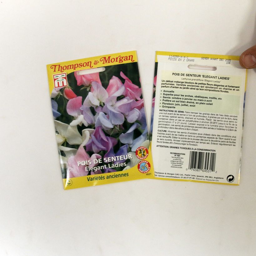Exemple de spécimen de Graines de Pois de senteur Elegant Ladies - Lathyrus odoratus le sachet de 25 graines environ tel que livré