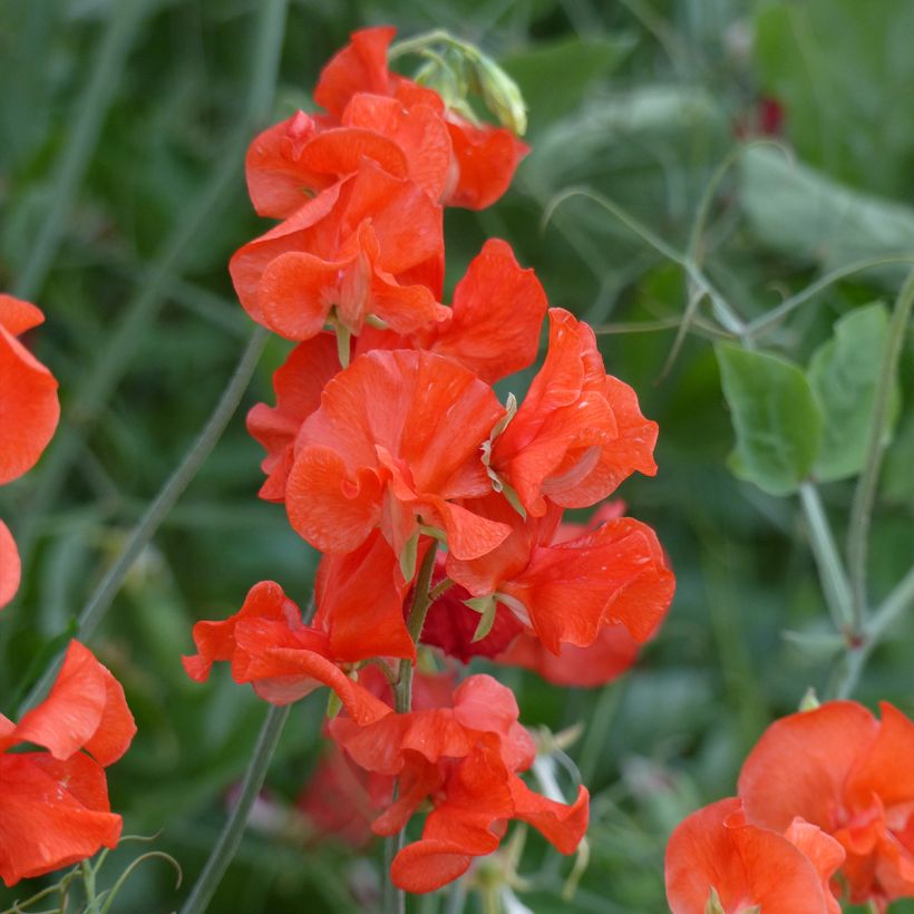 Graines de Pois de senteur Spring Sunshine Orange - Lathyrus odoratus (Flowering)