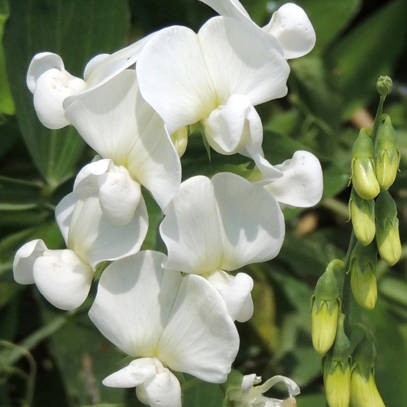 Graines de Pois de senteur White Pearl -  Lathyrus latifolius (Flowering)