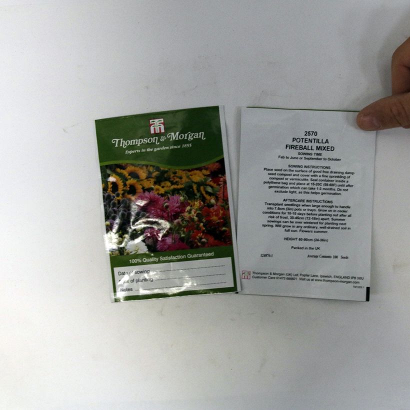 Exemple de spécimen de Graines de Potentilla atrosanguinea Fireball Mixed - Potentille vivace en mélange le sachet de 100 graines environ tel que livré