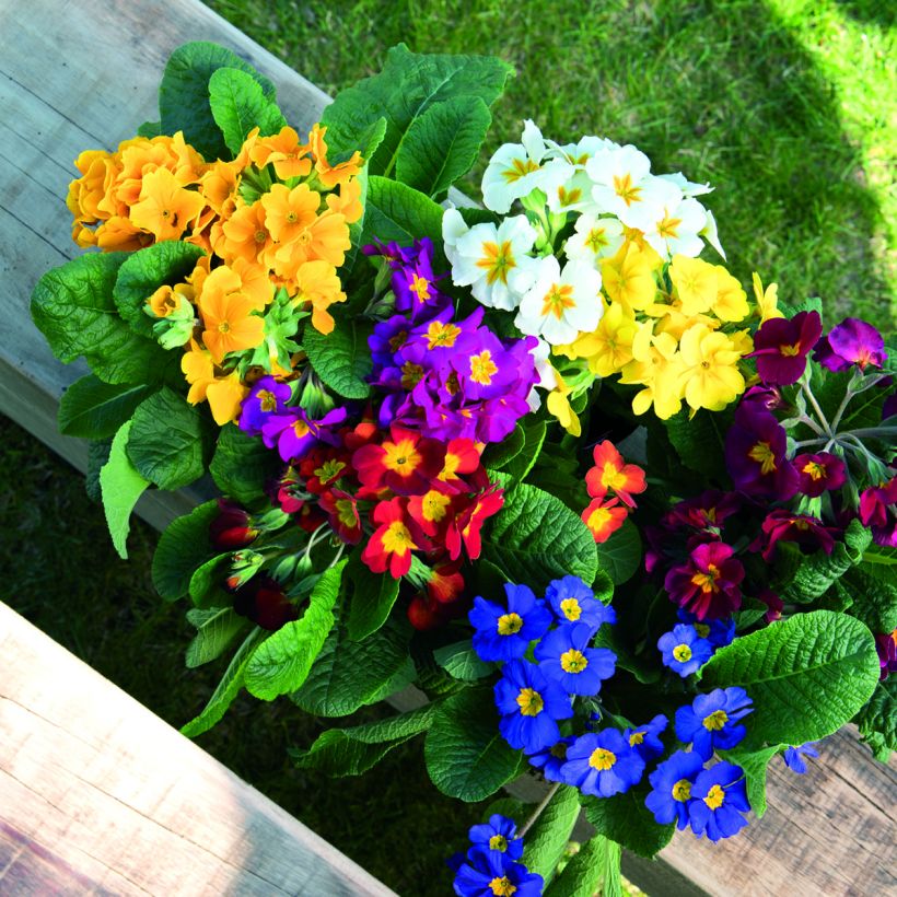 Graines de Primevère Crescendo® Mix (primed) - Primula elatior (Flowering)