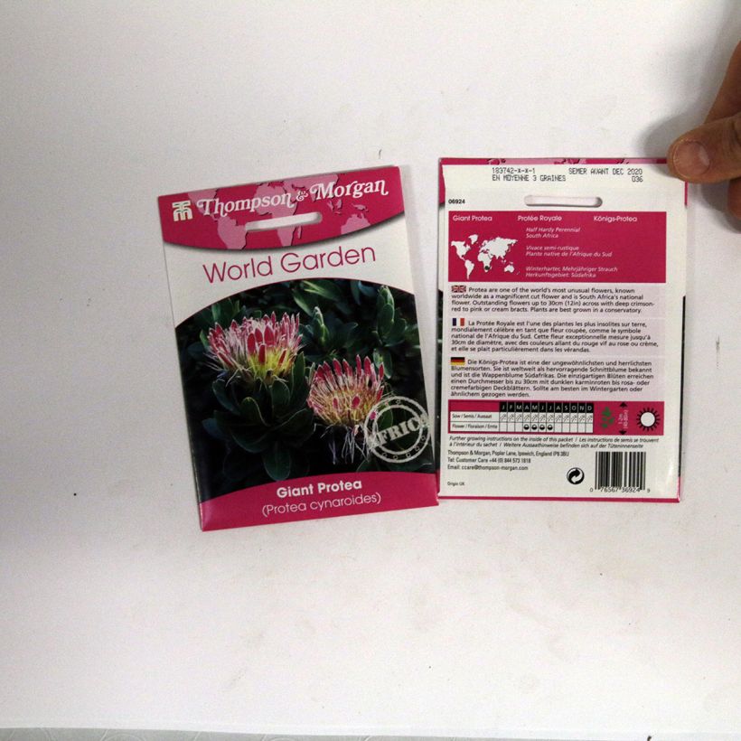Example of Graines de Protea cynaroides - Protée Royale le sachet de 40 graines environ as you get