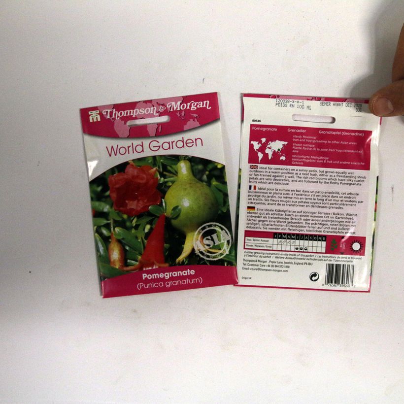 Example of Graines de Punica granatum  - Grenadier à fruits le sachet de 4 graines environ as you get