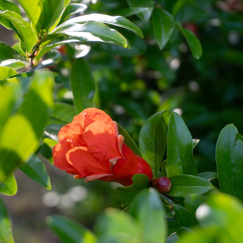 Graines de Punica granatum  - Grenadier à fruits (Flowering)