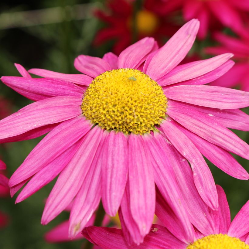 Graines de Pyrèthre Robinson's Giants en mélange - Chrysanthemum coccineum (Flowering)