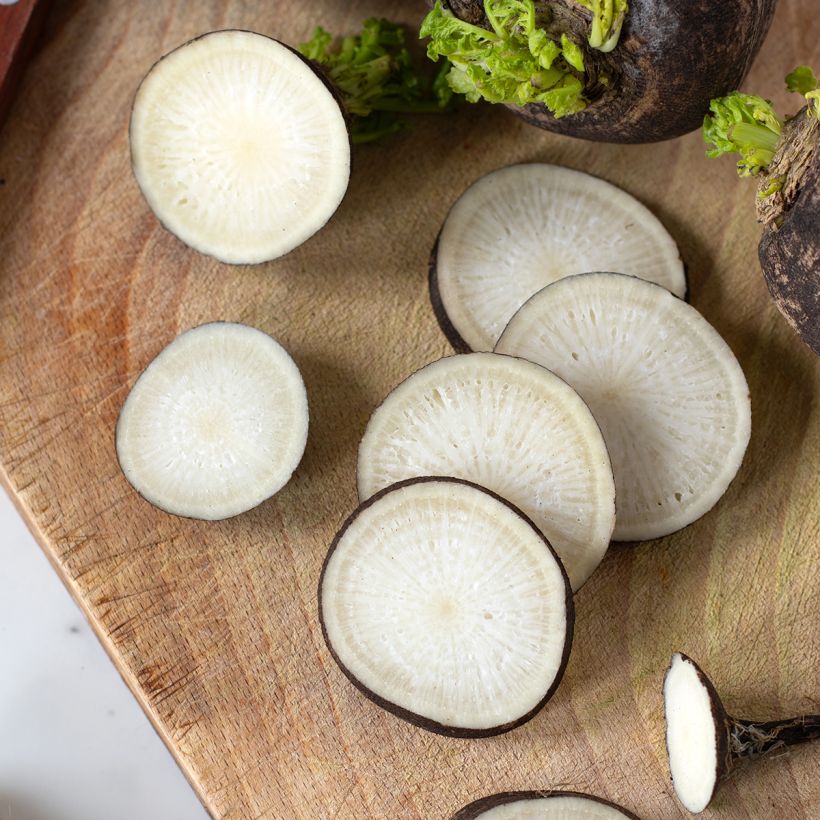 Radis noir gros rond d'hiver BIO (Harvest)