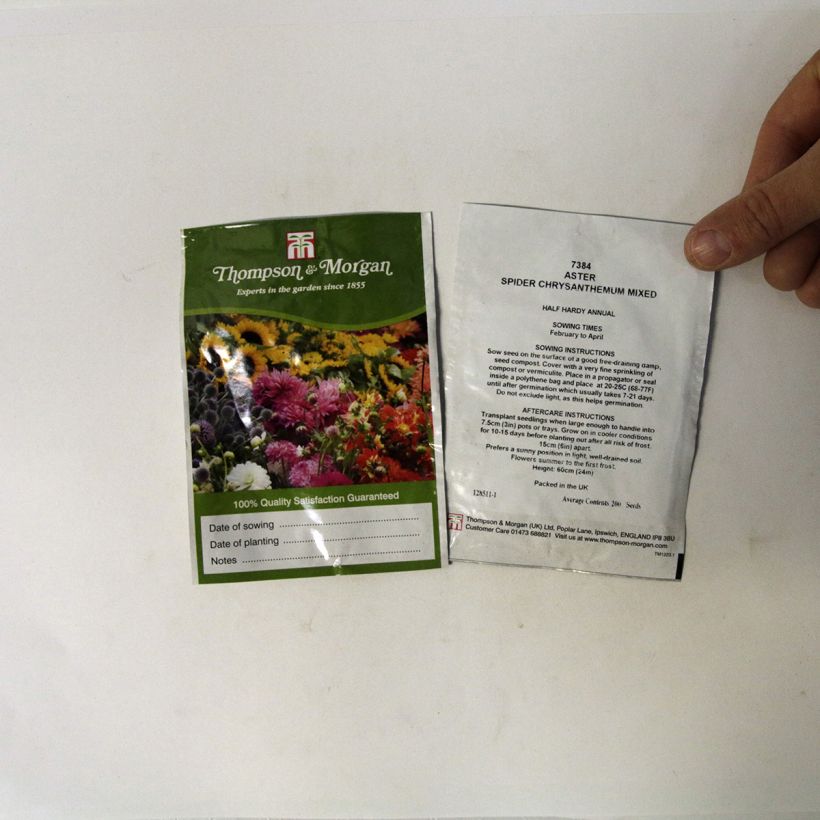 Exemple de spécimen de Graines de Reine-marguerite Spider Chrysanthemum le sachet de 200 graines environ tel que livré