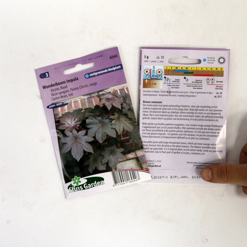 Exemple de spécimen de Graines de Ricin sanguin Palma-Christi - Ricinus communis le sachet de 10 graines environ tel que livré