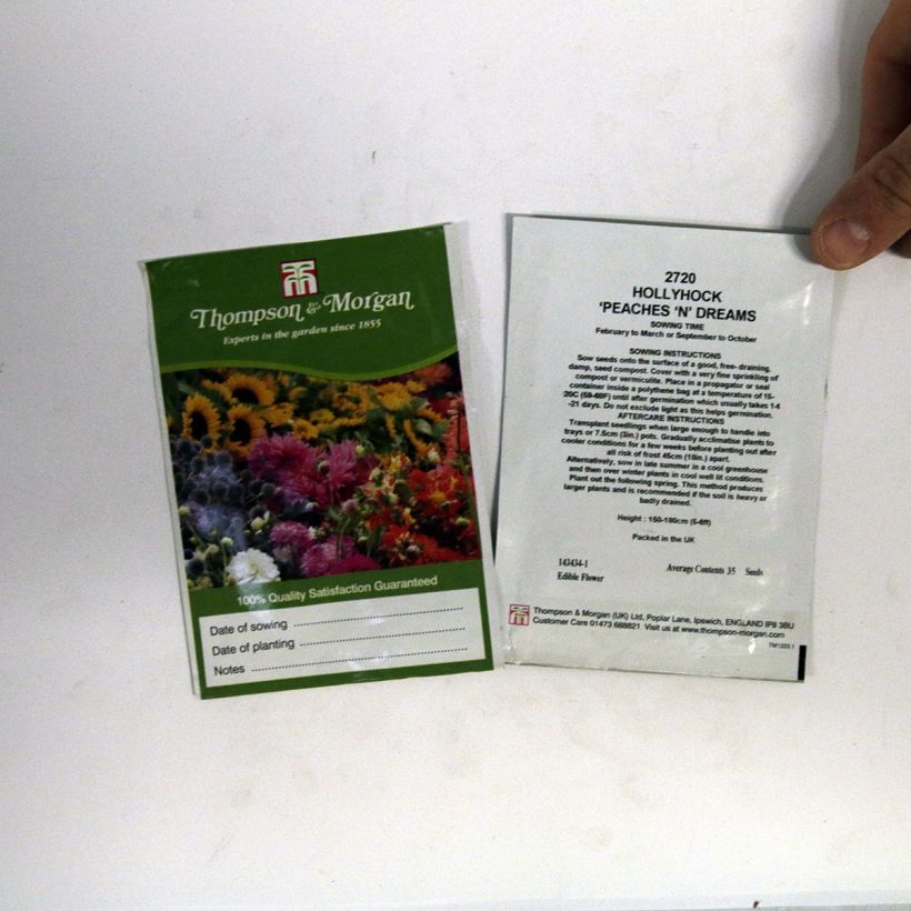 Exemple de spécimen de Graines de Rose trémière Peaches N Dreams - Alcea rosea le sachet de +/- 100 graines environ (minimum 1g) tel que livré