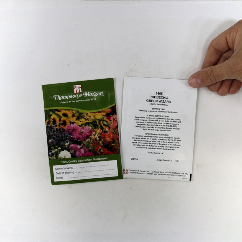 Example of Graines de Rudbeckia Green Wizard - Rudbeckia occidentalis le sachet de +/- 50 graines environ as you get