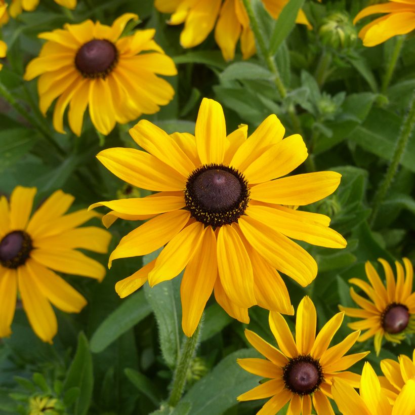 Graines de Rudbeckia Marmelade - Rudbeckia hirta  (Flowering)
