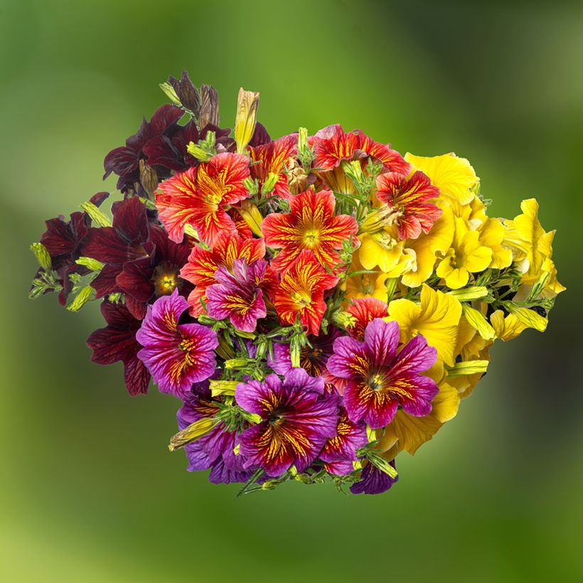 Graines de Salpiglossis sinuata Royale F1 Mix (Flowering)