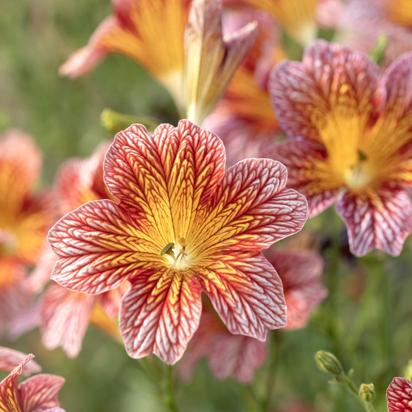Graines de Salpiglossis sinuata Tora Red (graines enrobées) (Floraison)