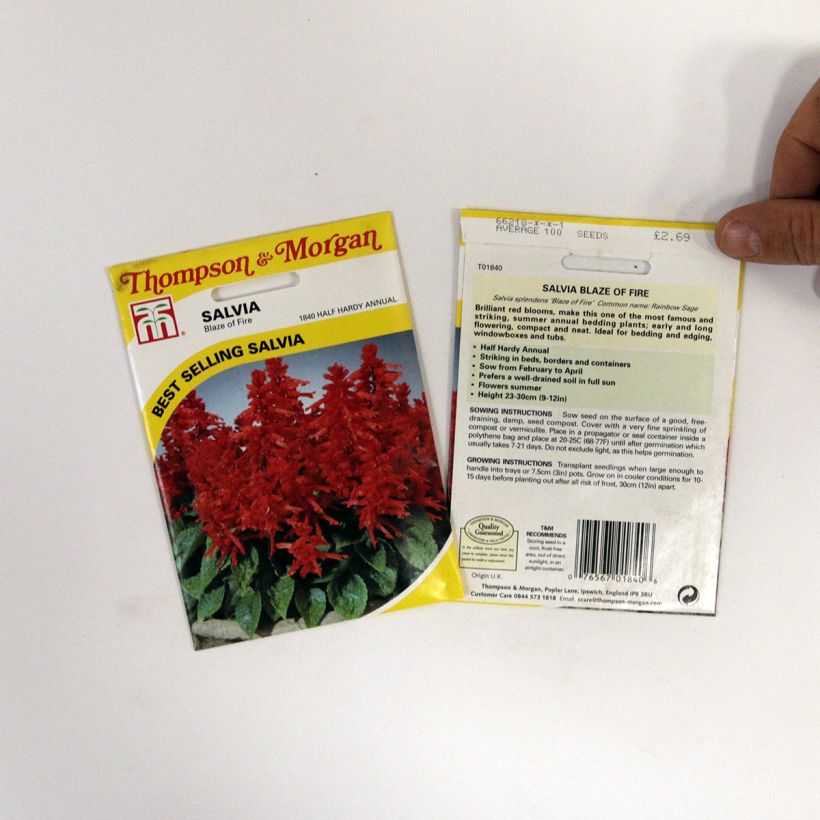 Exemple de spécimen de Graines de Salvia splendens Blaze Of Fire - Sauge éclatante le sachet de +/- 100 graines environ (minimum 0,4g) tel que livré