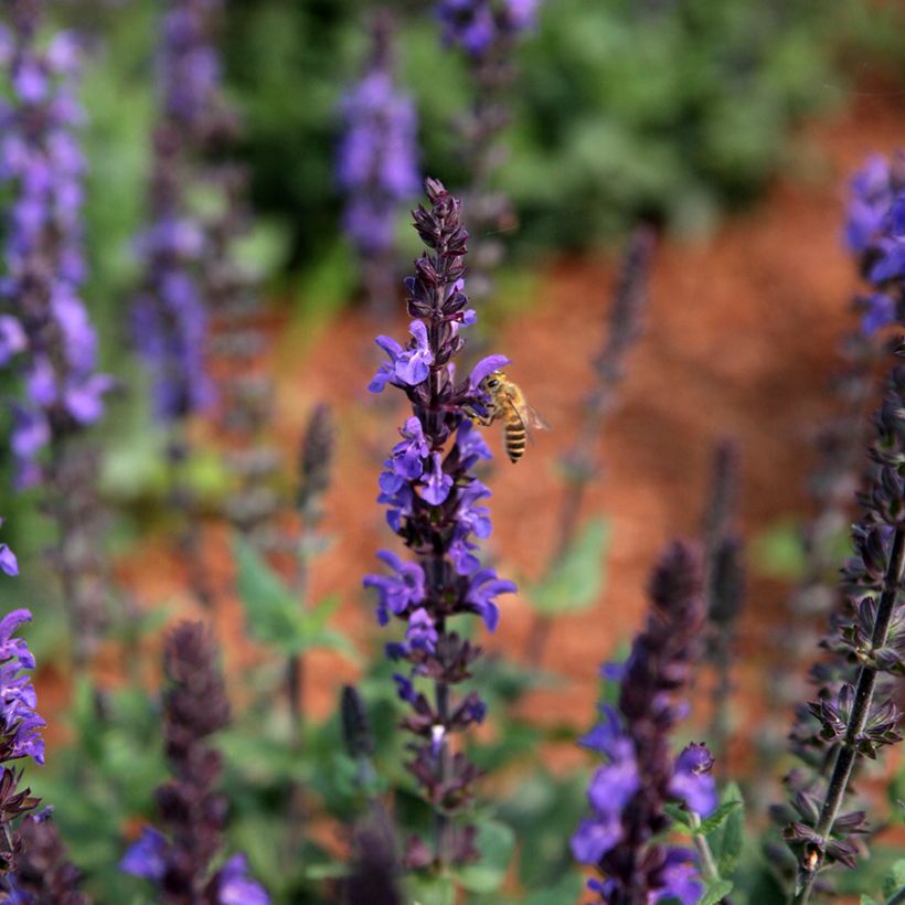 Graines de Sauge des bois Dwarf Blue Queen - Salvia nemorosa (Flowering)
