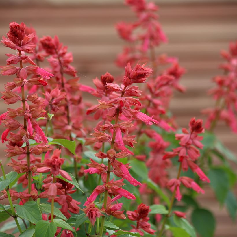 Graines de Sauge annuelle Estella Coral - Salvia splendens (Flowering)