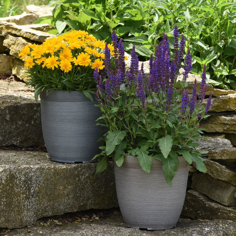 Graines de Sauge des bois Salvatore Blue - Salvia nemorosa (Plant habit)