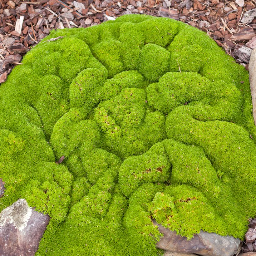 Graines de Scleranthus biflorus - Herbe de Canberra - Gnavelle (Port)