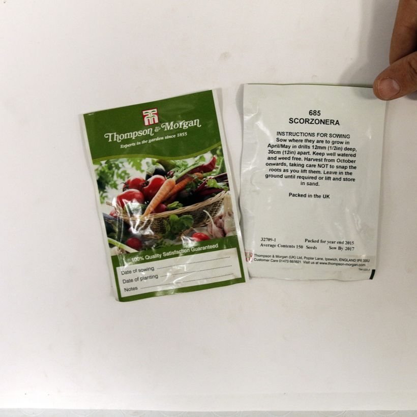 Exemple de spécimen de Graines de Scorzonera hispanica - Salsifis noir le sachet de 150 graines environ tel que livré