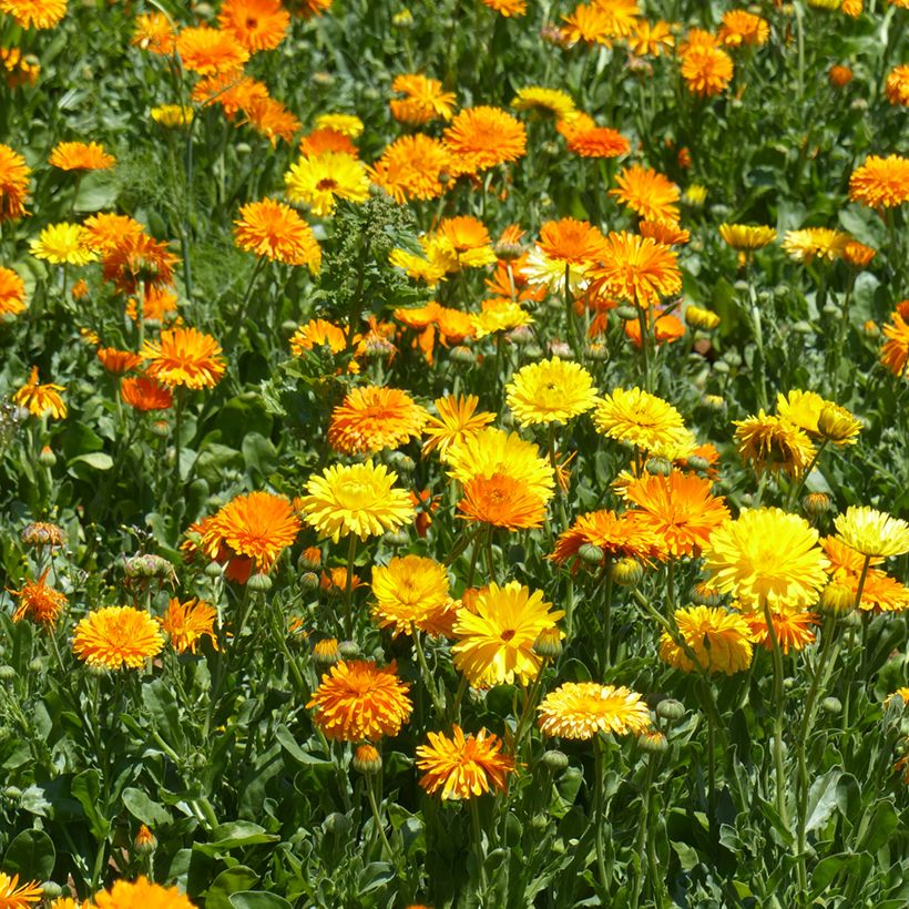 Graines de Souci Pacific Beauty Mix - Calendula officinalis (Plant habit)