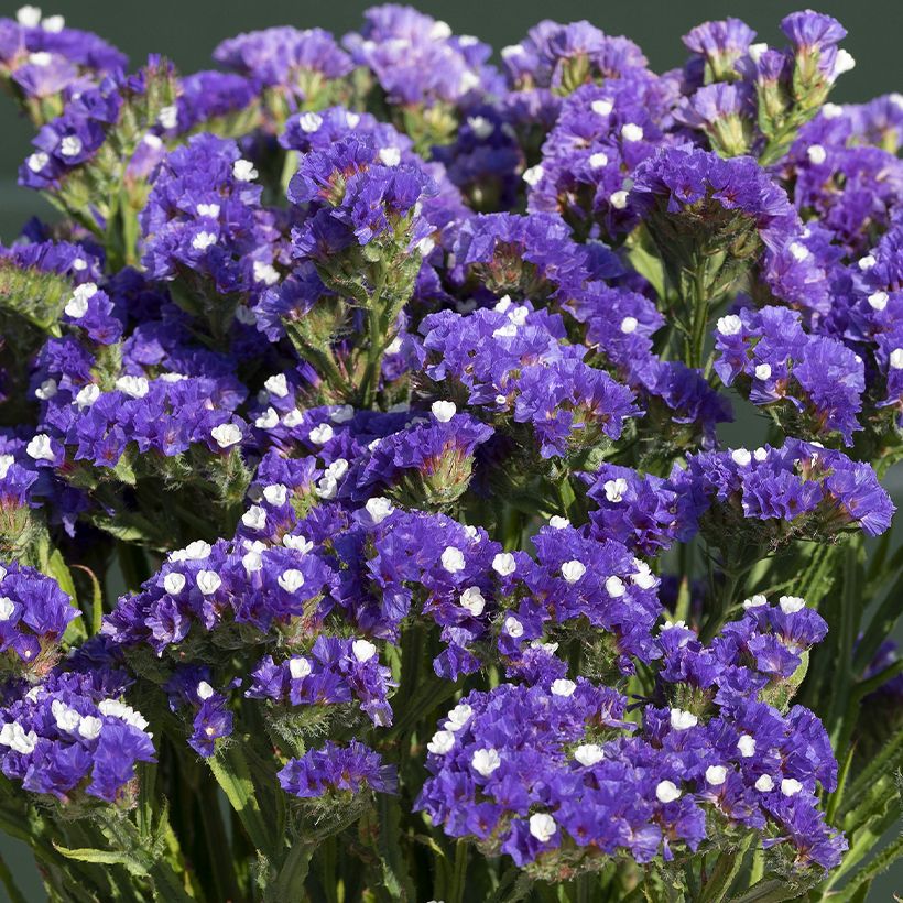Graines de Statice Forever Blue - Limonium sinuatum (Flowering)