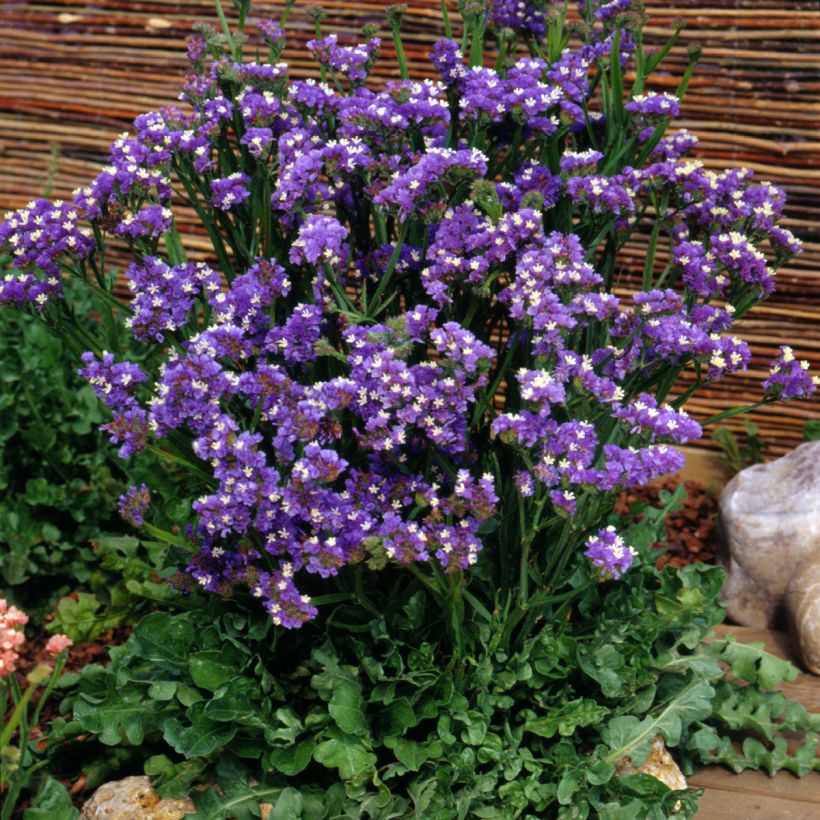 Graines de Statice Forever Blue - Limonium sinuatum (Plant habit)