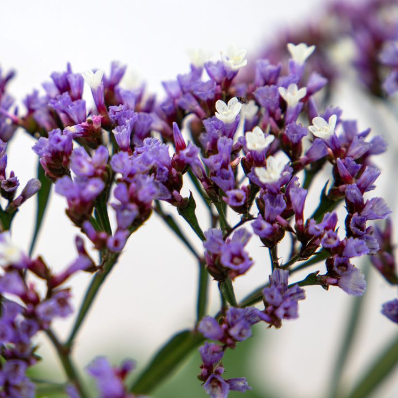 Graines de Statice Indie - Limonium perezii (Flowering)