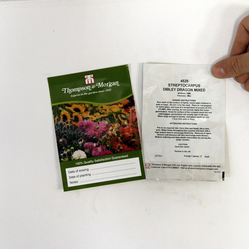 Exemple de spécimen de Graines de Streptocarpus Dibleys Dragon Mixed - Primevère du Cap le sachet de 20 graines environ tel que livré
