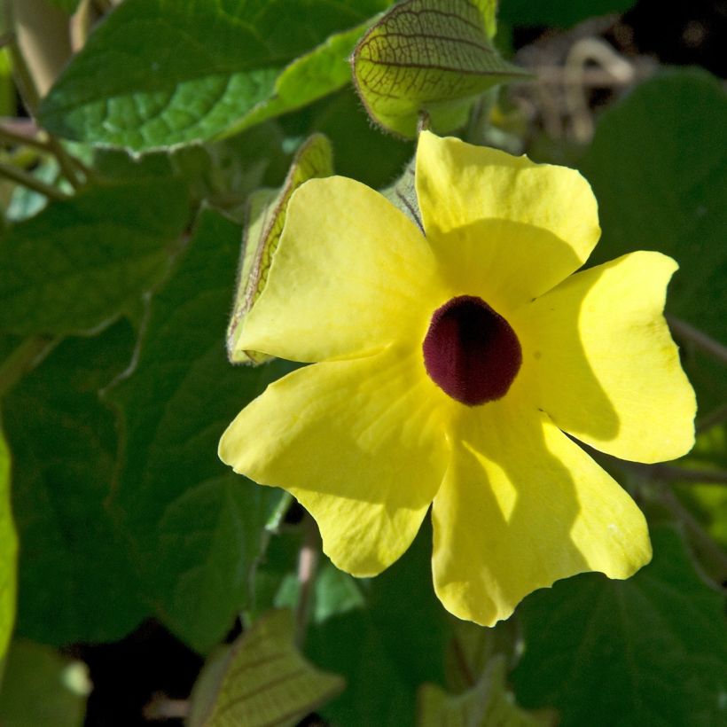 Graines de Suzanne aux yeux noirs en mélange - Thunbergia alata (Flowering)