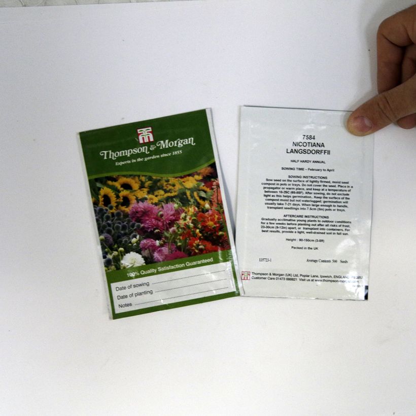 Example of Graines de Tabac vert langsdorffii - Nicotiana langsdorffii  le sachet de +/- 500 graines environ (minimum 0,1g) as you get