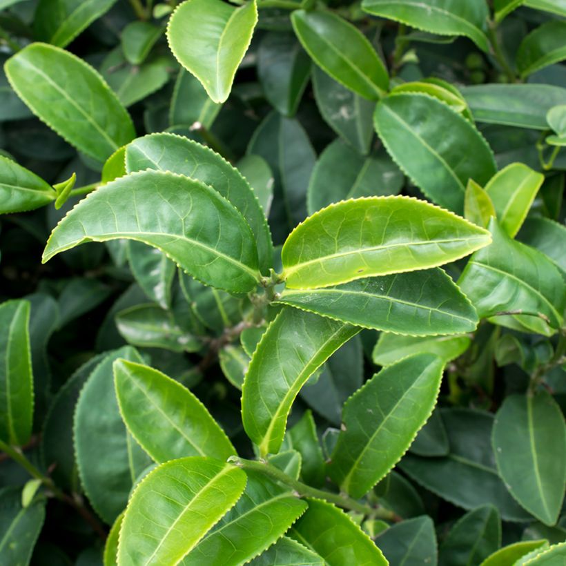 Graines de Théier - Camellia sinensis (Foliage)