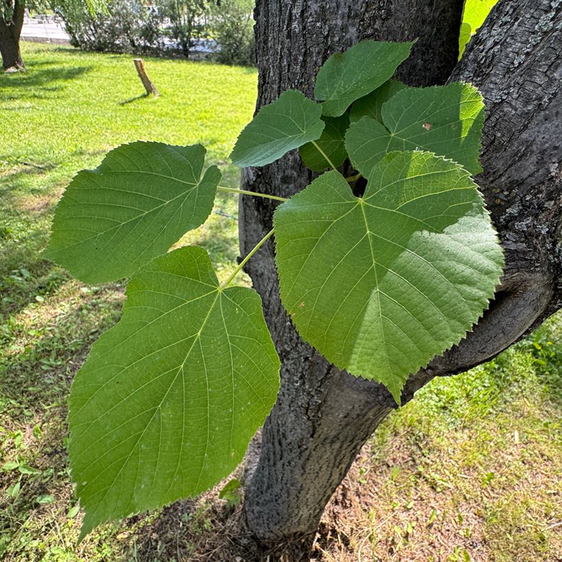 Graines de Tilleul à petites feuilles - Tilia cordata (Foliage)
