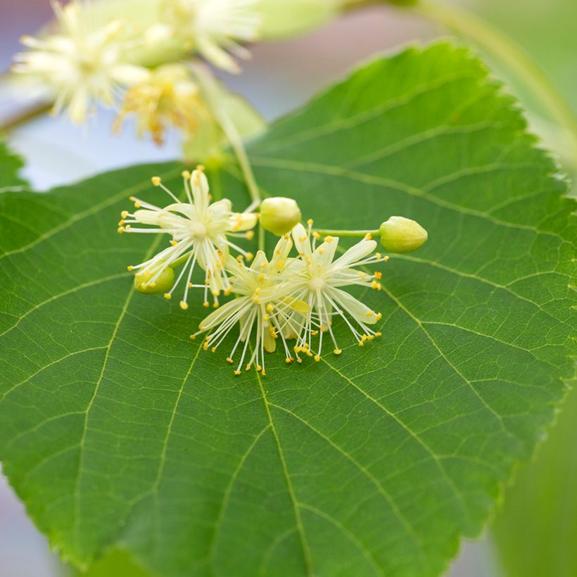 Graines de Tilleul à petites feuilles - Tilia cordata (Flowering)