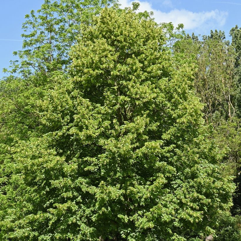 Graines de Tilleul à petites feuilles - Tilia cordata (Plant habit)