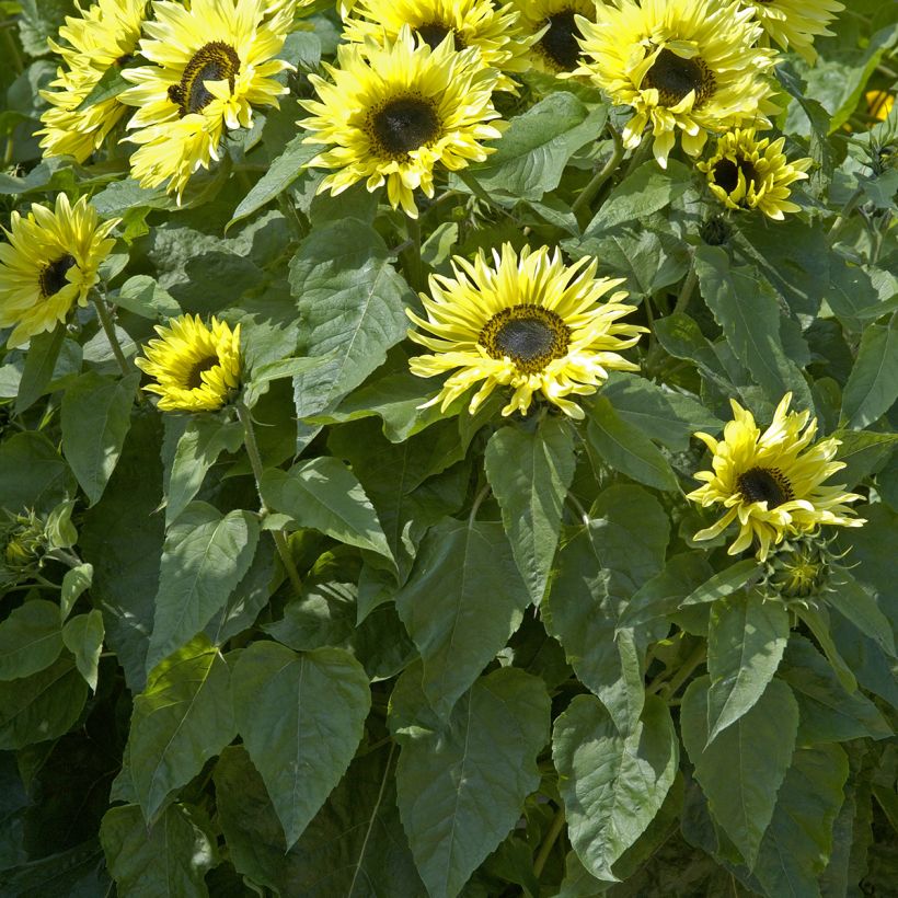 Graines de Tournesol Garden Statement - Helianthus annuus (Foliage)