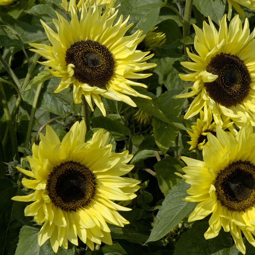 Graines de Tournesol Garden Statement - Helianthus annuus (Flowering)