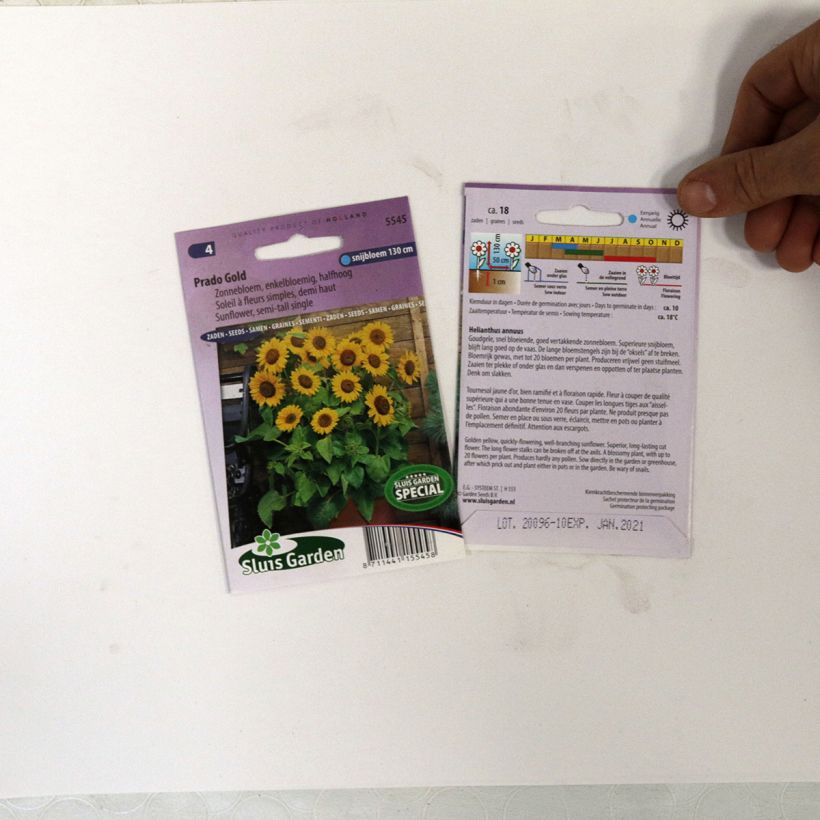 Exemple de spécimen de Graines de Tournesol Prado Gold - Helianthus annuus le sachet de 18 graines environ tel que livré