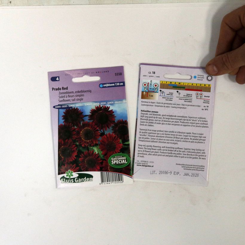 Example of Graines de Tournesol Prado Red - Helianthus annuus le sachet de 18 graines environ as you get