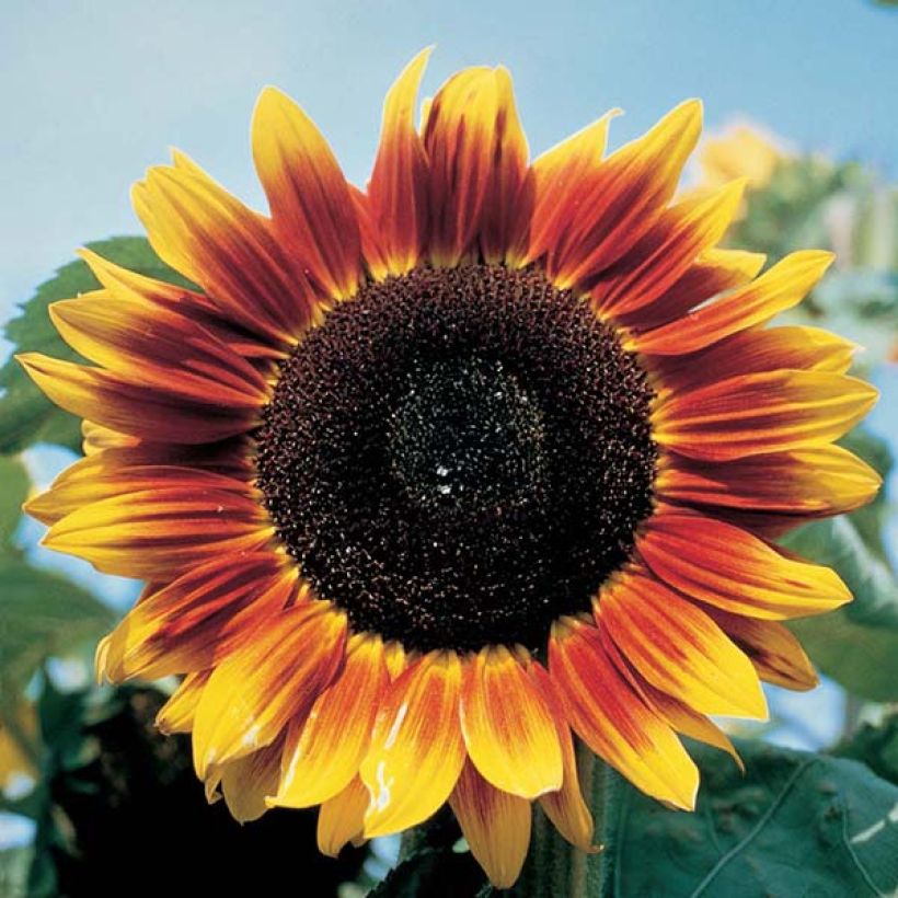 Graines de Tournesol Solar Eclipse F1 - Helianthus annuus (Flowering)