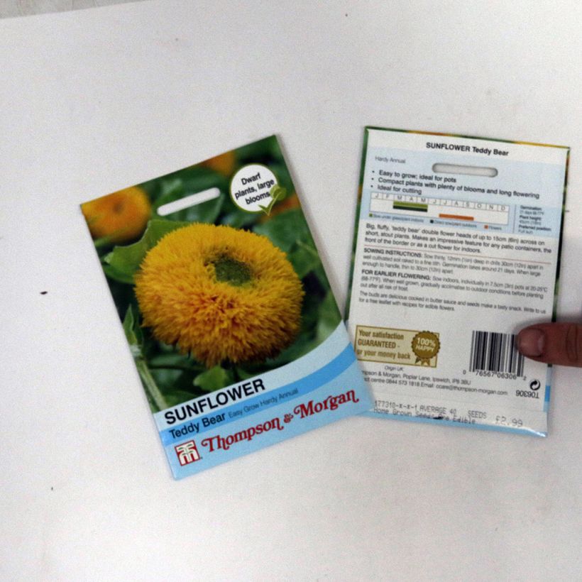 Example of Graines de Tournesol Teddy Bear - Helianthus annuus le sachet de 40 graines environ as you get