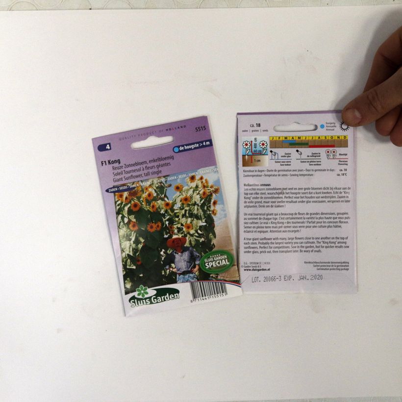 Example of Graines de Tournesol géant Kong F1 - Helianthus annuus le sachet de 18 graines environ as you get
