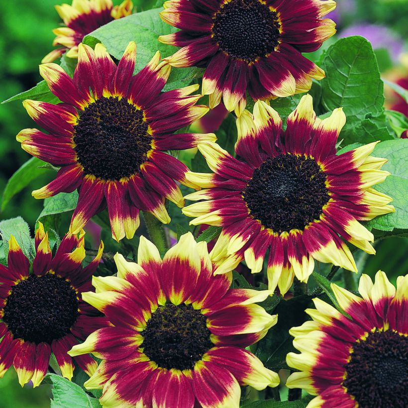 Graines de Tournesol haut Florenza - Helianthus annuus (Floraison)